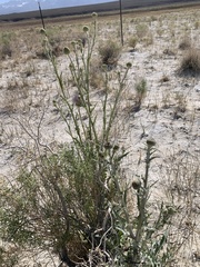 Cirsium mohavense