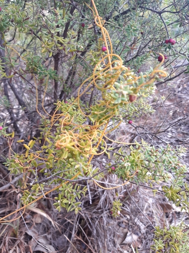 Cassytha filiformis observed 2022-10-25
