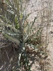 Cirsium mohavense