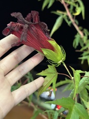 Hibiscus