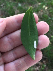 Pulvinaria camelicola