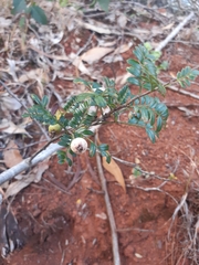 Osteomeles anthyllidifolia
