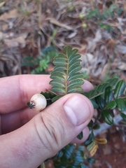 Osteomeles anthyllidifolia