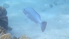 Lutjanus lemniscatus