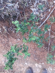 Osteomeles anthyllidifolia