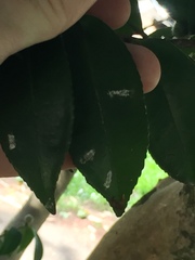 Pulvinaria camelicola