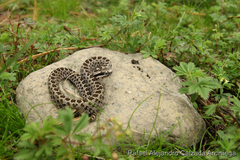 Crotalus triseriatus