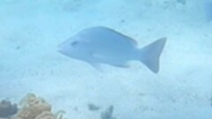 Lutjanus lemniscatus