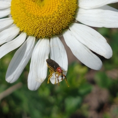 Dilophus pectoralis