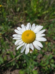 Dilophus pectoralis