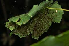 Chrysocharis