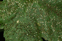 Chrysocharis