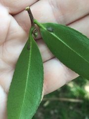 Pulvinaria camelicola