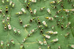 Chrysocharis