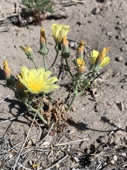 Malacothrix sonchoides