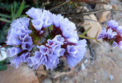Limonium sinuatum sinuatum
