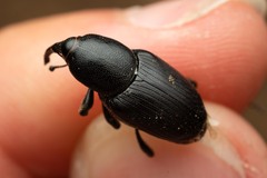 Scyphophorus acupunctatus