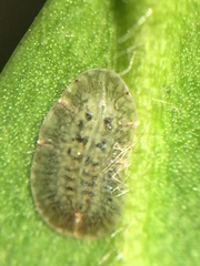 Pulvinaria camelicola