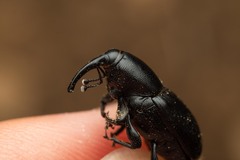 Scyphophorus acupunctatus