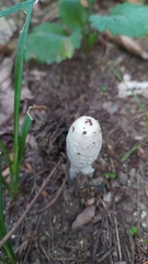 Coprinus comatus