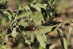 Calligrapha serpentina
