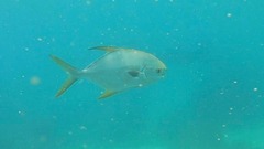 Trachinotus anak