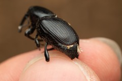 Scyphophorus acupunctatus