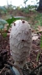Coprinus comatus