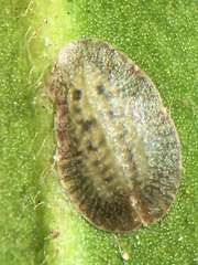 Pulvinaria camelicola