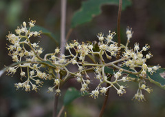 Pomaderris argyrophylla