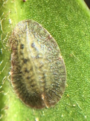 Pulvinaria camelicola