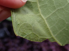 Amauromyza pleuralis