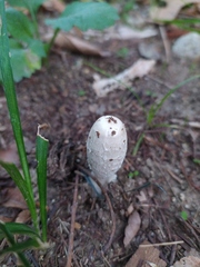 Coprinus comatus