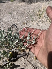 Eriogonum nummulare