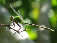 Erythemis vesiculosa