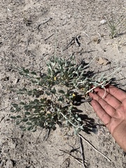 Eriogonum nummulare