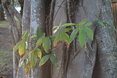 Syngonium angustatum