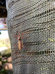 Ricolla quadrispinosa