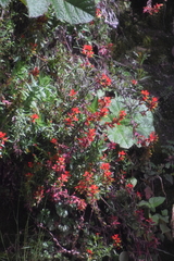 Castilleja irasuensis