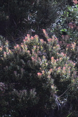 Comarostaphylis arbutoides