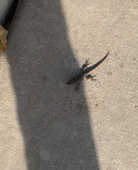 Sceloporus occidentalis