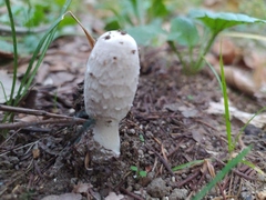 Coprinus comatus
