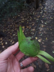Solandra brachycalyx