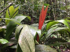 Arecoideae