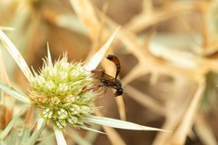 Gasteruption hastator