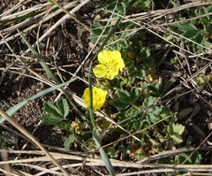 Potentilla acaulis