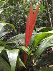 Arecoideae