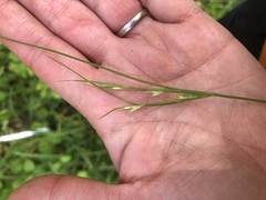 Juncus bufonius