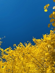 Ginkgo