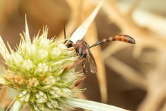 Gasteruption hastator